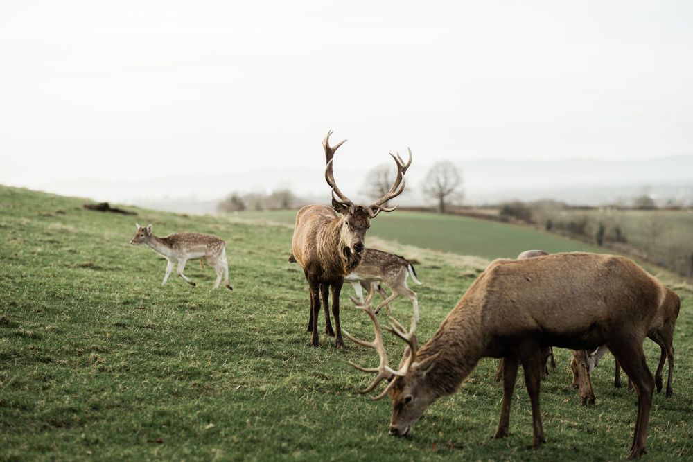 A herd of wild reindeer grazing together on a grassy hillside during migration season.