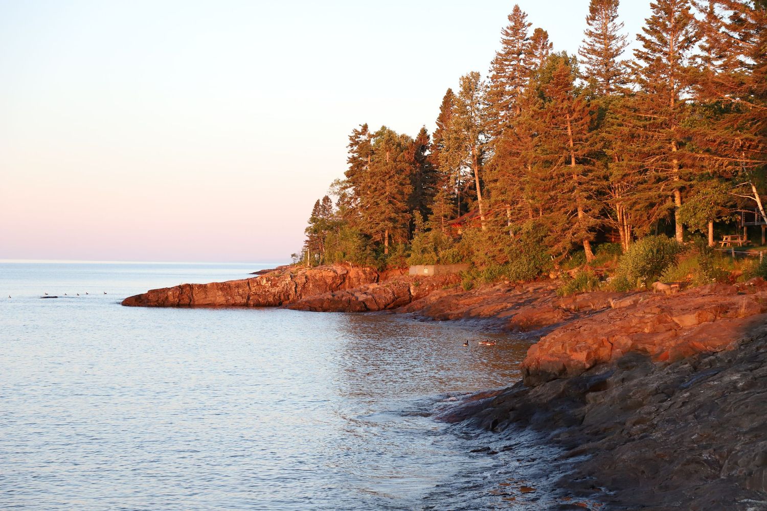 Rocky shoreline with tall pine trees glowing in warm sunset light beside calm blue waters.