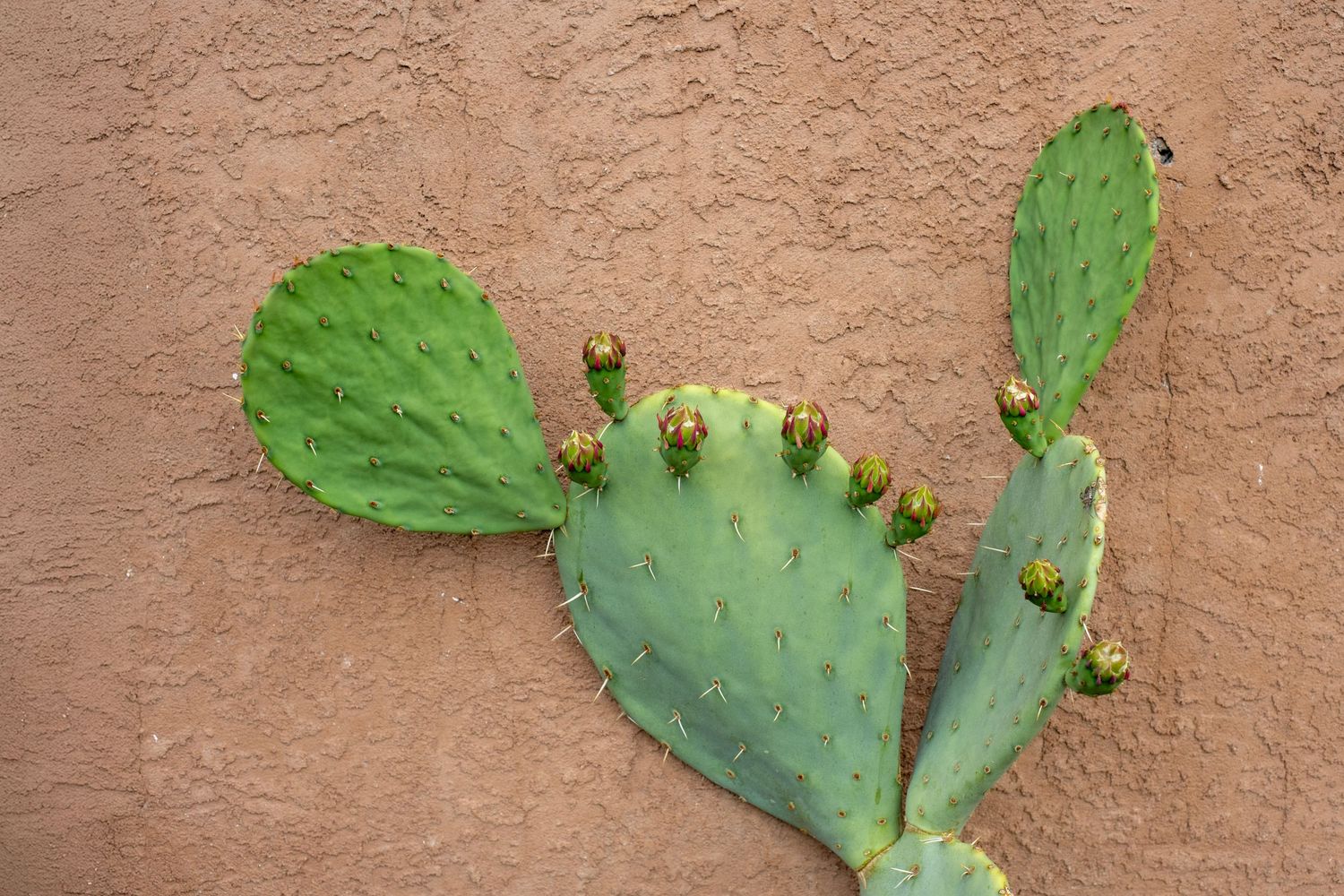 Green prickly pear cactus with yellow buds growing against a terracotta adobe wall in the Southwest.