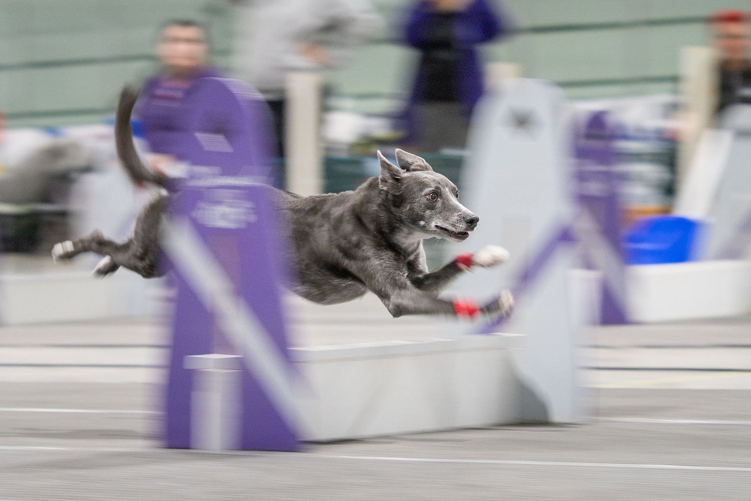 A fluffy white dog leaps through the air with a tennis ball in its mouth during a flyball competition.