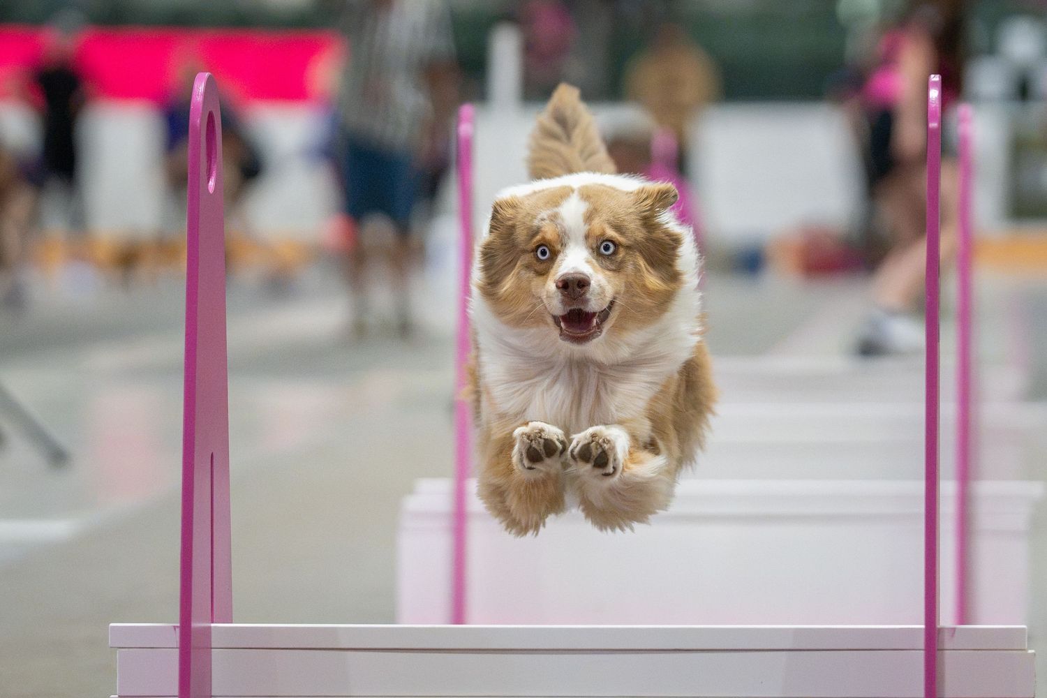 A fluffy white dog leaps through the air with a tennis ball in its mouth during a flyball competition.