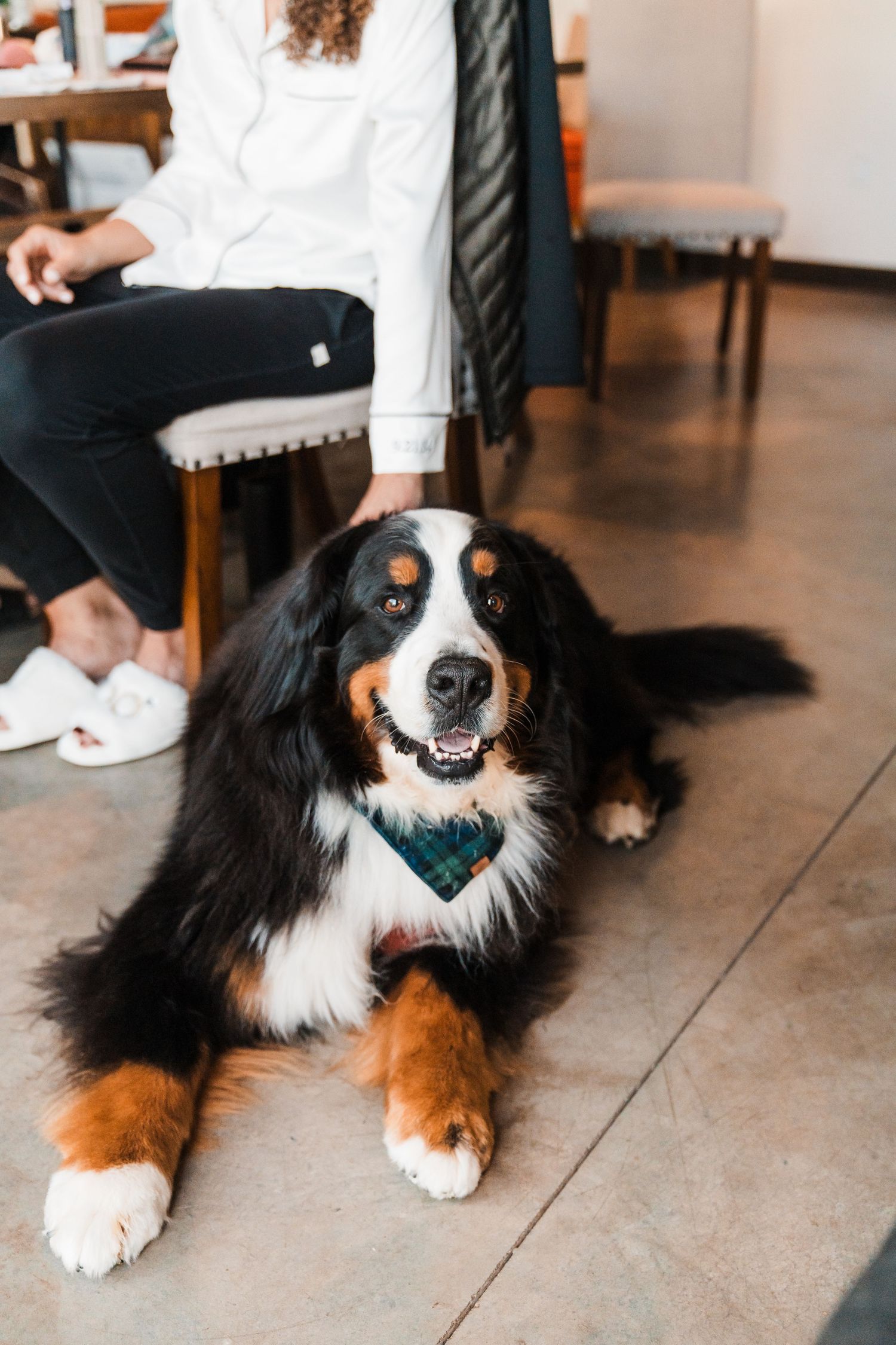 Bernese Mountain Dog wearing a plaid bandana lying on tile floor beside a seated woman in a white sweater.