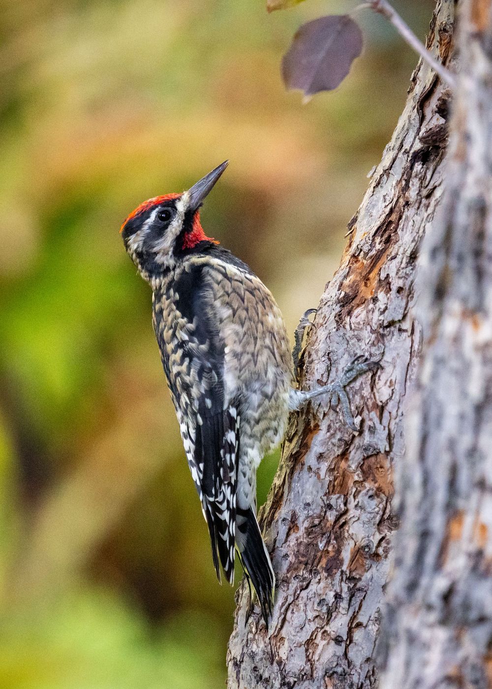 Yellow-bellied sapsucker woodpecker perched on tree trunk with blurred green background.