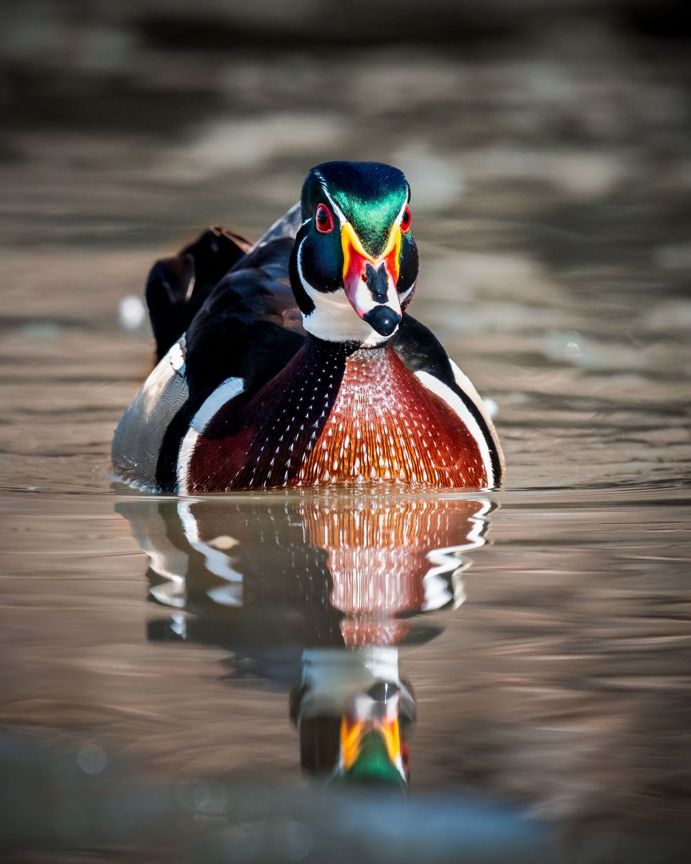 A male wood duck with vibrant green and red plumage glides across calm water with its reflection visible below.