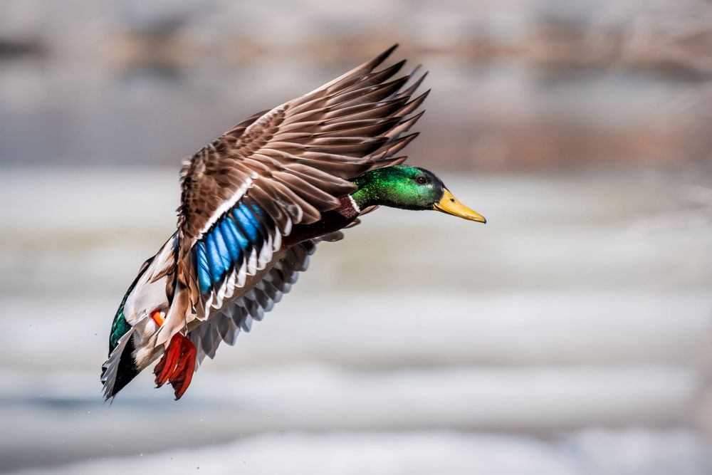 A male mallard duck in flight displays vibrant green, blue and brown feathers against a blurred winter background.