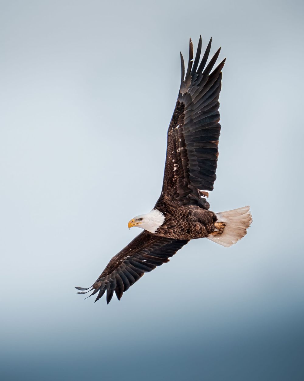 A majestic bald eagle soars through a misty sky with fully extended wings displaying its impressive wingspan.