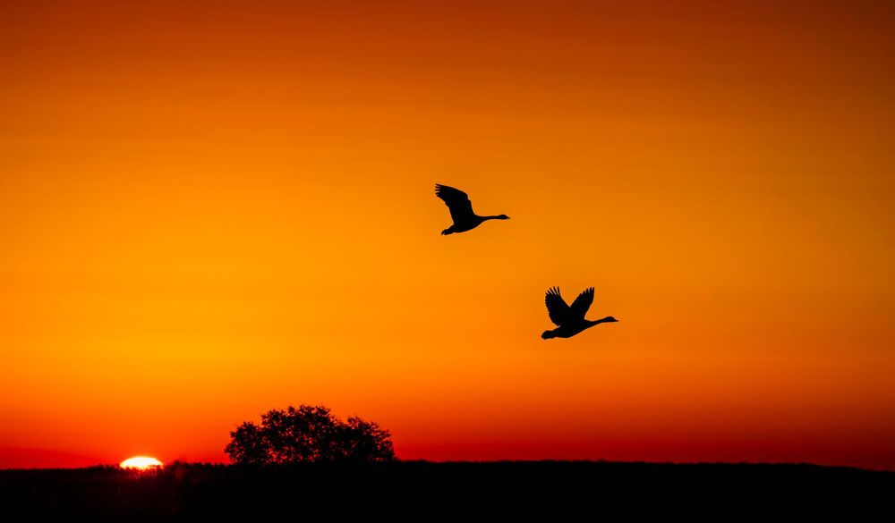A dramatic orange sunset silhouettes a flying bird against the glowing sky over a dark landscape.