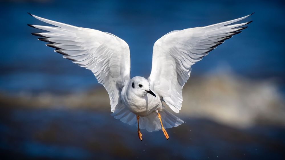 A white seagull spreads its wings against a blurred blue background while flying with wings fully extended.