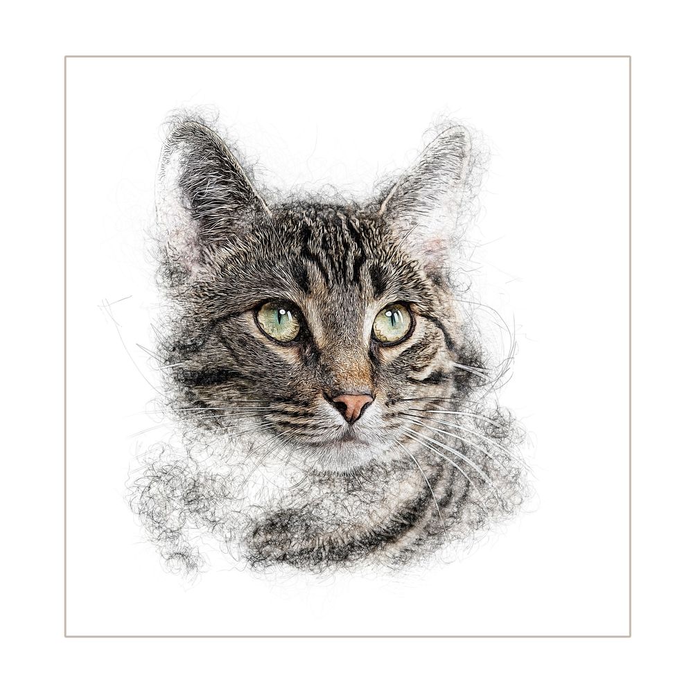 Close-up artistic sketches of a cat's face showing different angles and expressions with detailed fur textures.