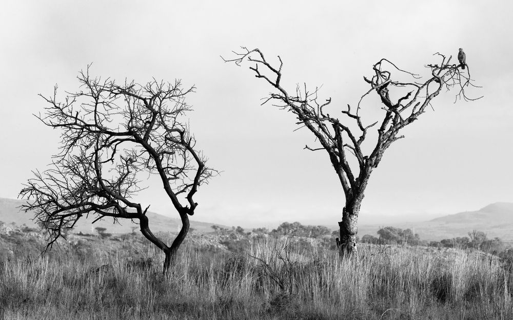 A black and white panoramic sequence shows silhouettes of bare trees against a stark sky in a minimalist landscape.