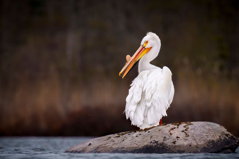 A white American pelican perched on a rock near water with its feathers fluffed in soft lighting.