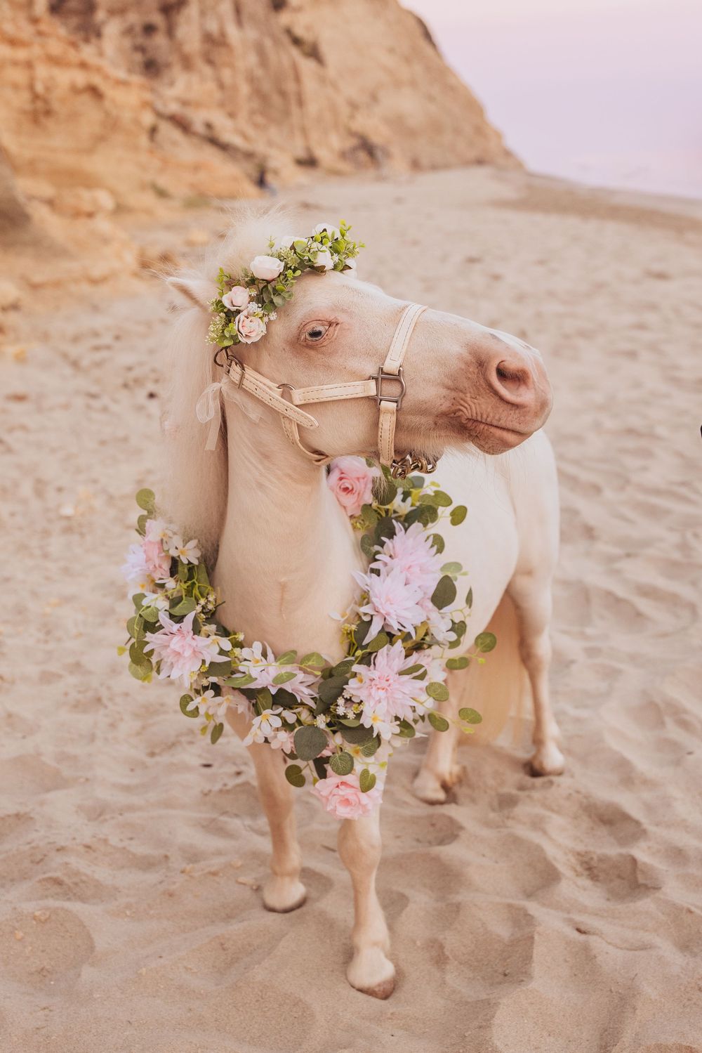 White horse adorned with pink floral crown and neck wreath standing on sandy beach near rocky cliffs.