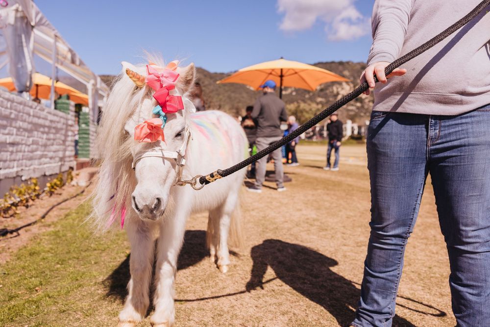 A white miniature pony decorated with pink flowers on a leash at an outdoor event on a sunny day.