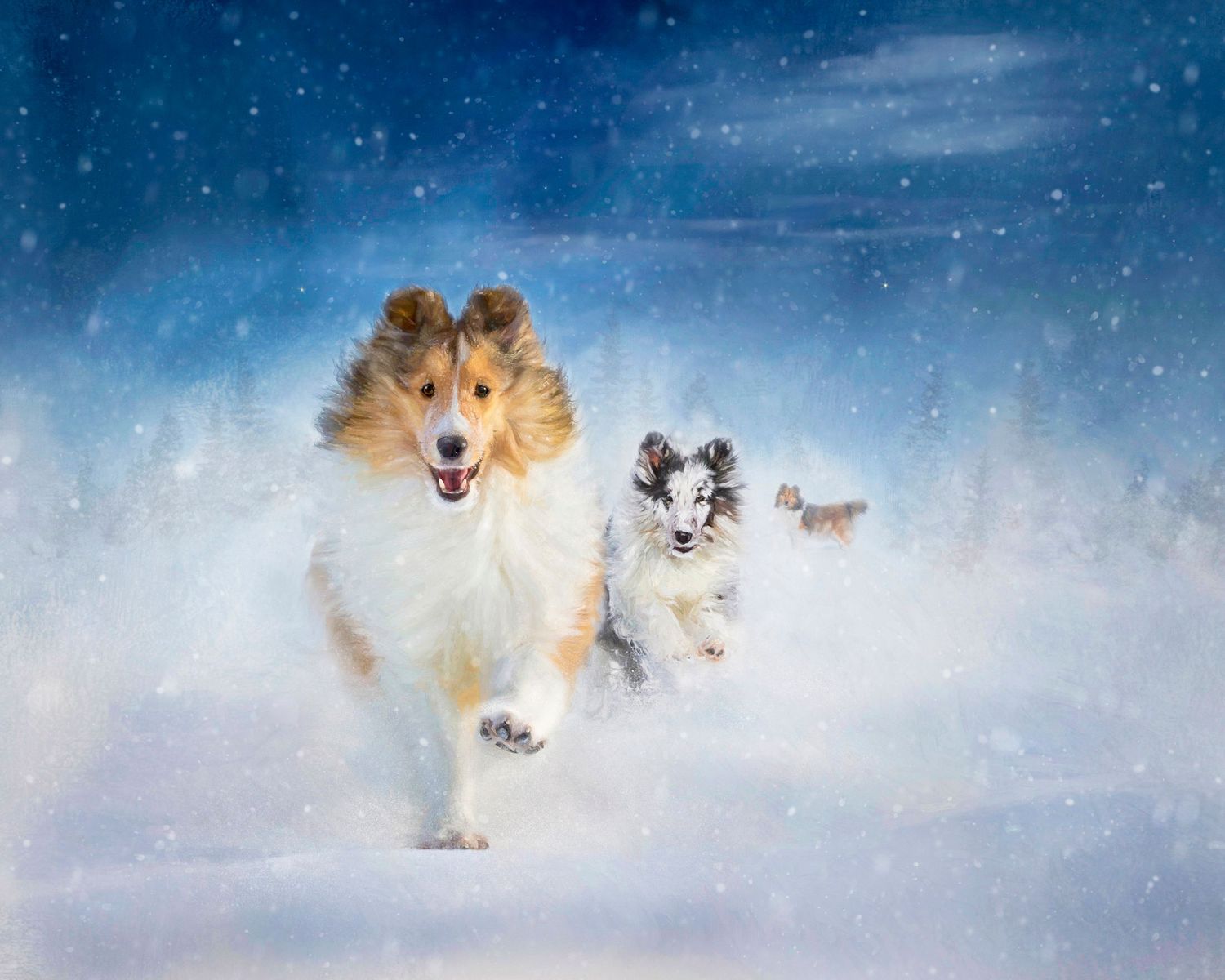 Two Shetland Sheepdogs running joyfully through deep snow in a winter blizzard landscape.