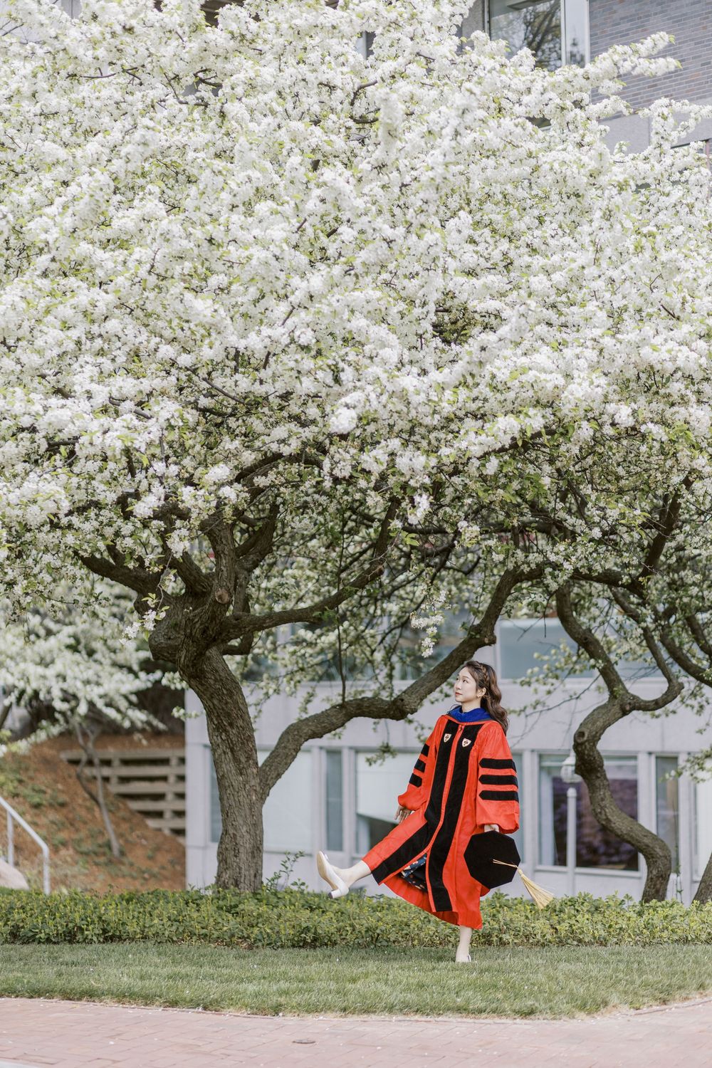 Boston University Graduate in red doctoral regalia poses beside blooming white flowering tree on university campus in spring.