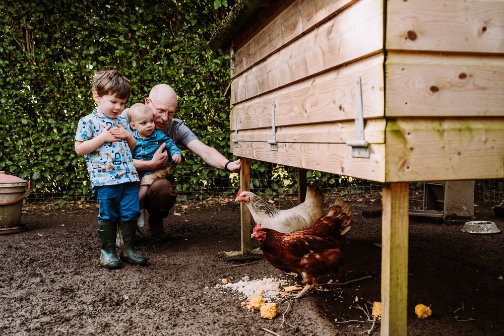 Grandfather and toddler feeding chickens at a wooden hen house in a garden.
