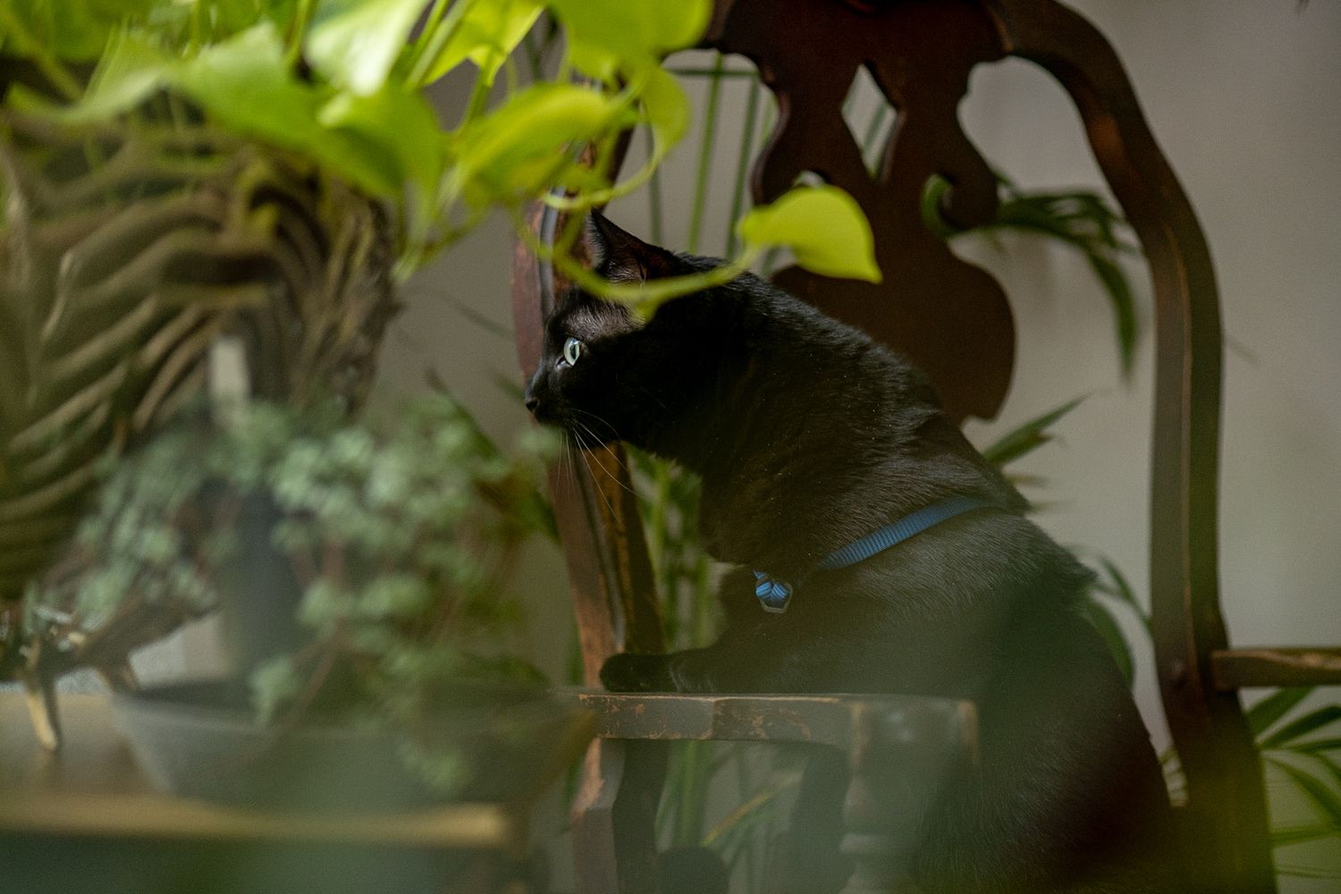 A black cat with a blue collar peers through lush green tropical houseplants indoors.