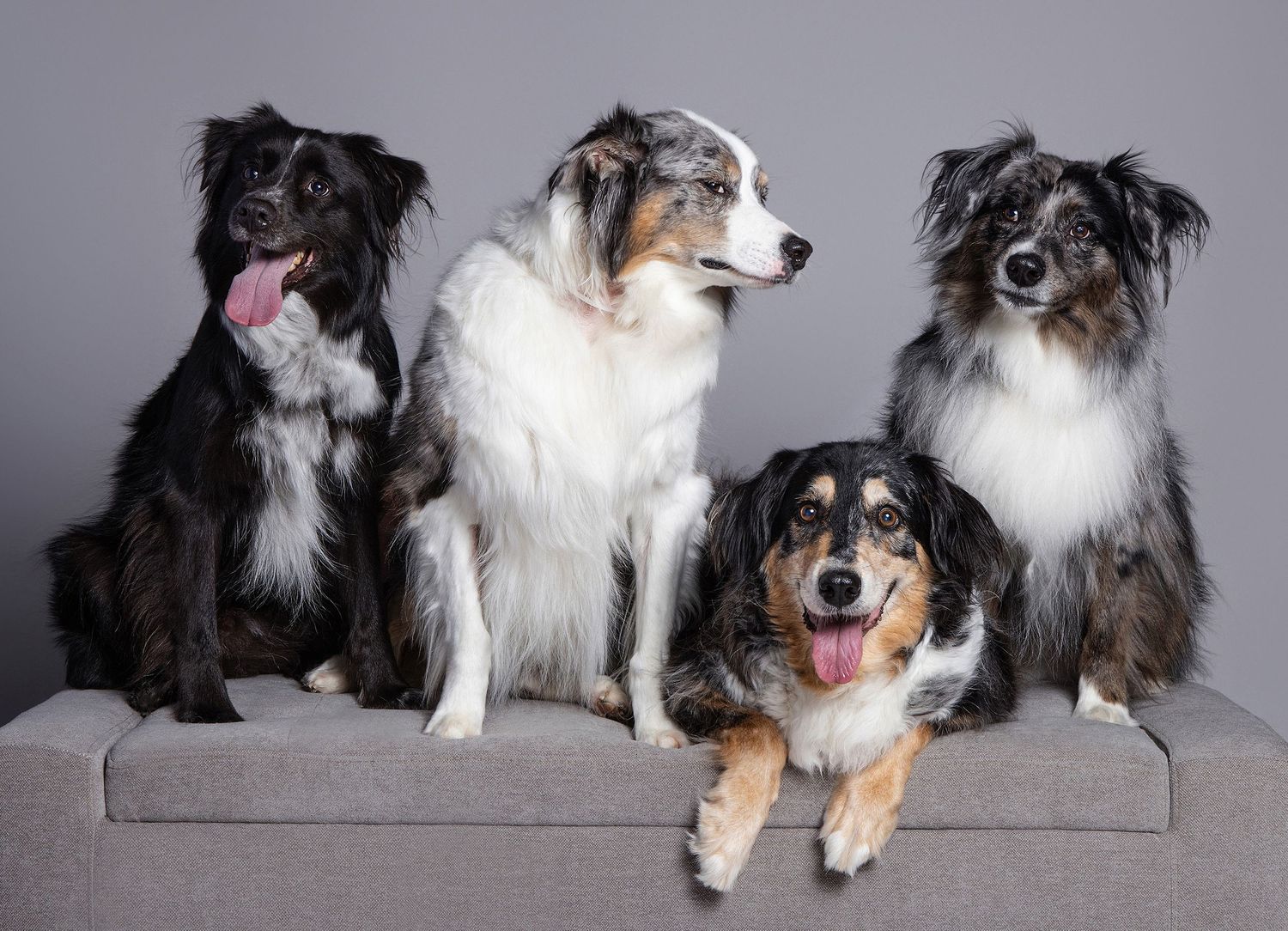 Four Australian Shepherd dogs posing together on a gray couch against a gray studio background.