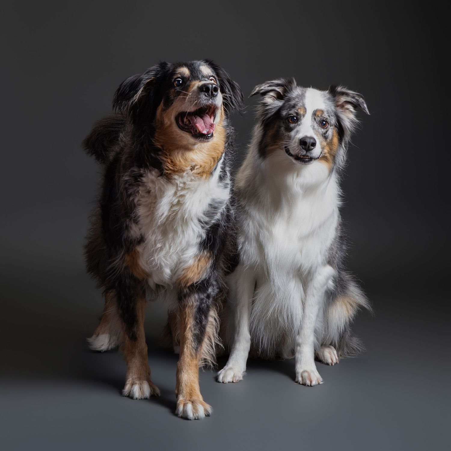Two Australian Shepherd dogs with merle coats sit together against a dark gray studio background.