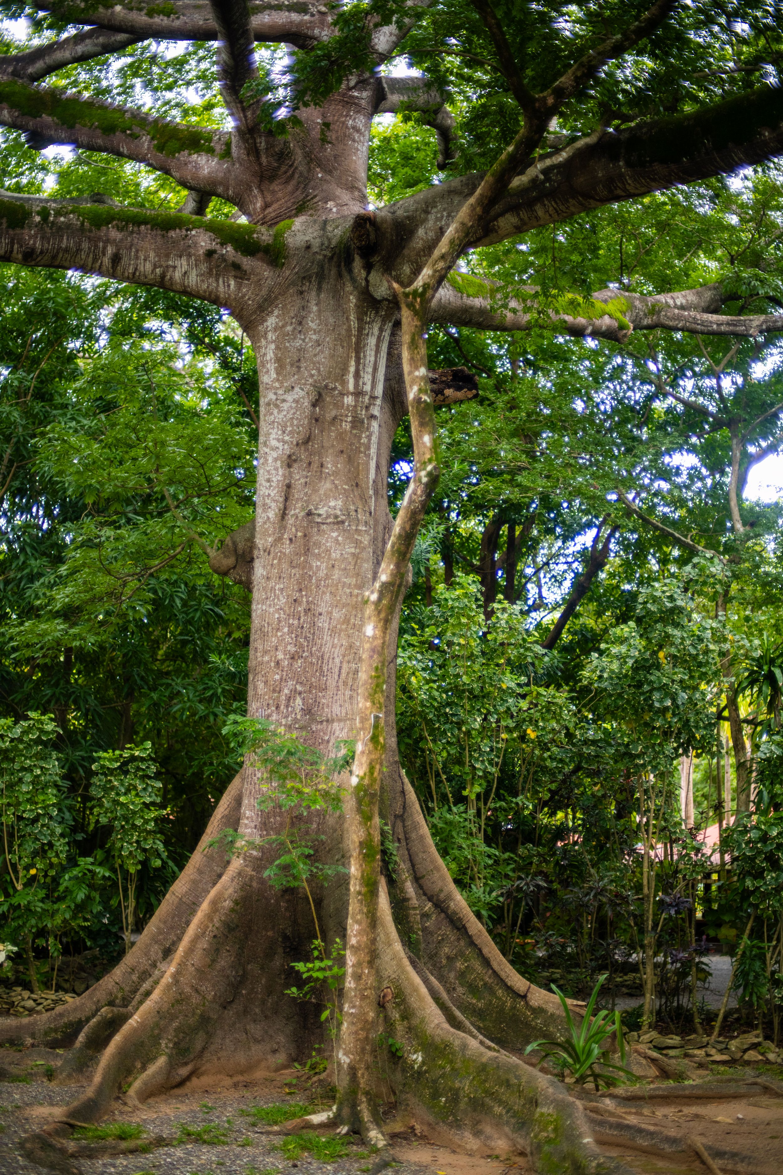 A massive tropical tree with wide buttress roots and sprawling branches surrounded by lush green forest foliage.