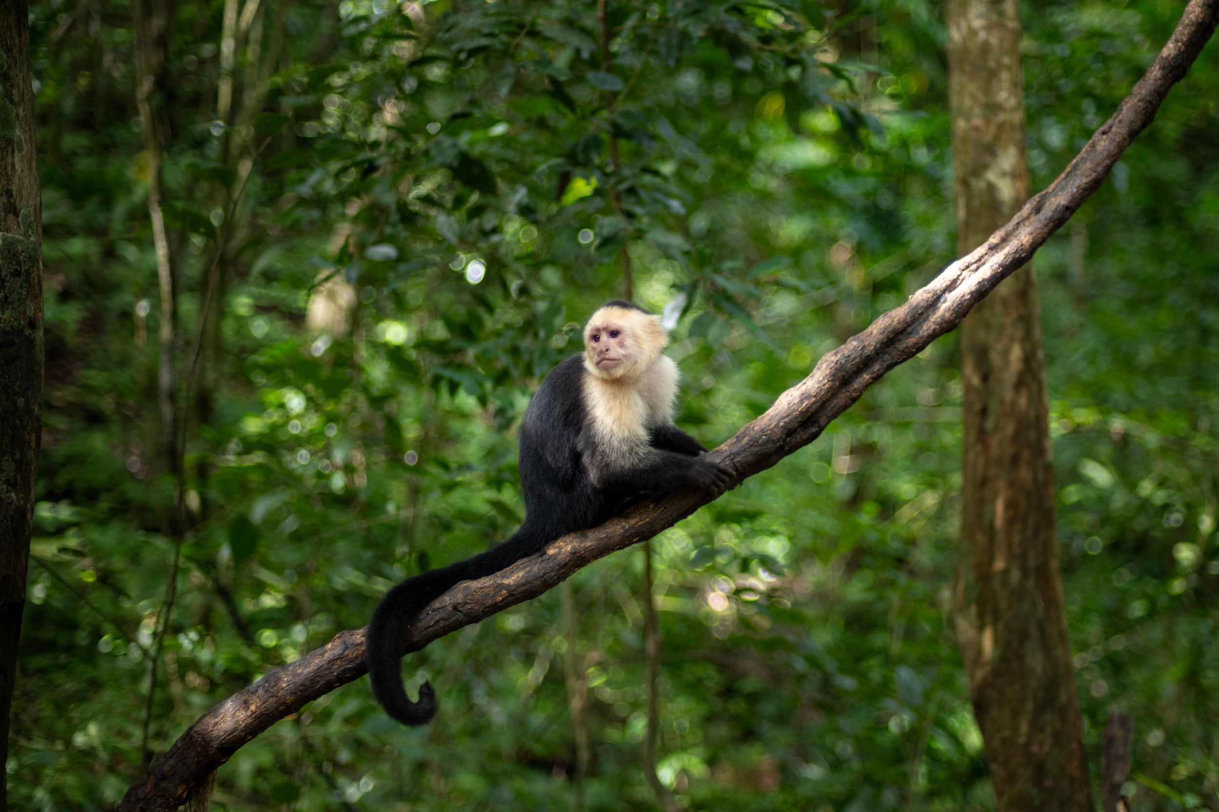 A white-faced capuchin monkey perched on a tree branch in a lush green tropical rainforest.