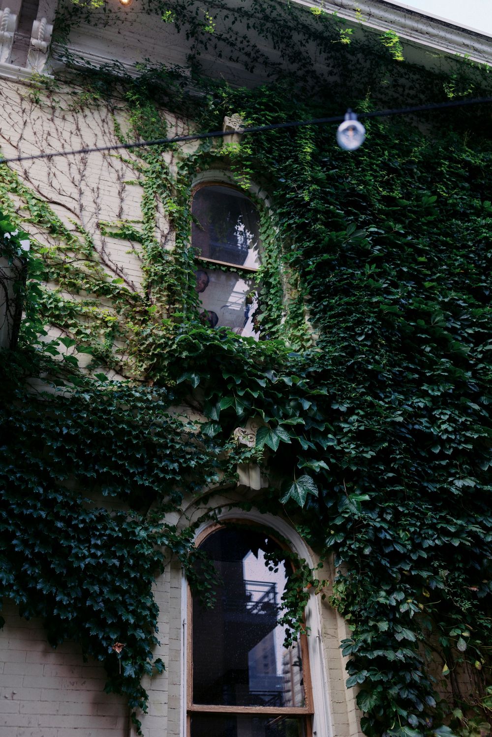 Ivy-covered brick building facade with arched windows and lush green climbing vines creating a charming, nature-meets-architecture scene.