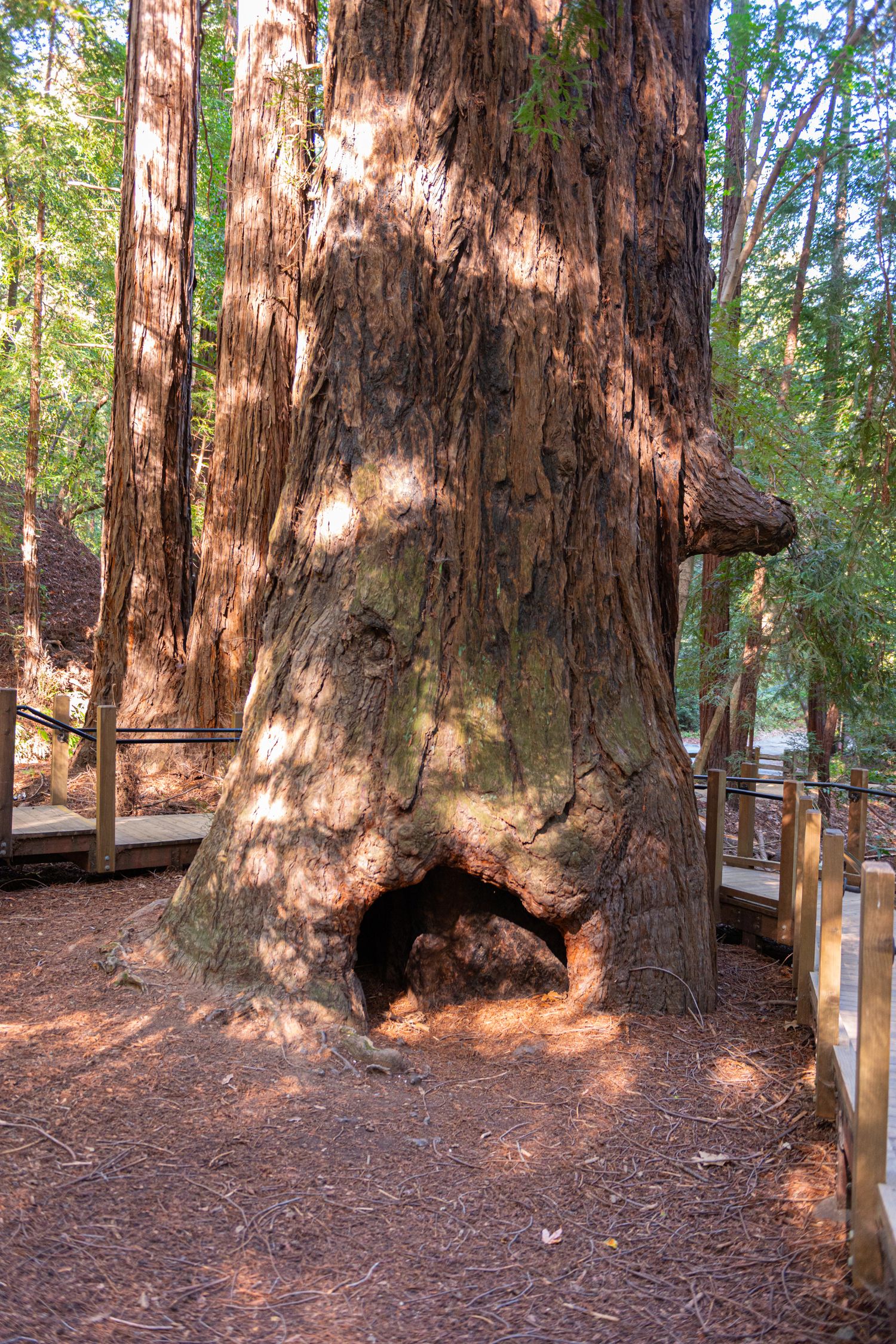 Family walking on a redwood forest trail surrounded by towering ancient trees in a scenic woodland park.