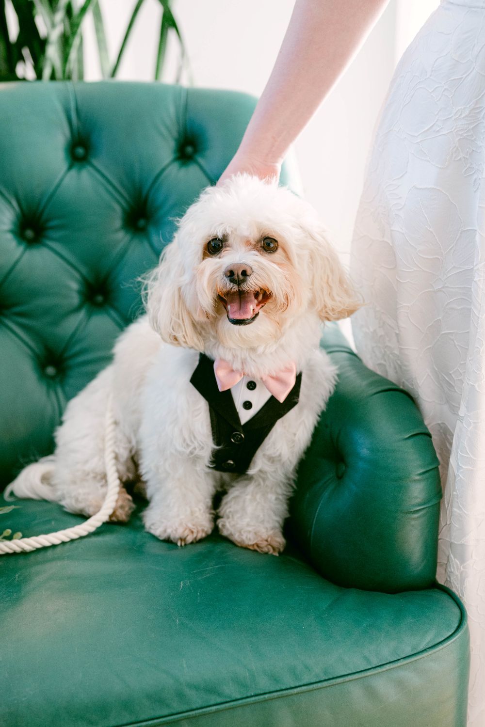 Adorable white fluffy dog wearing a black tuxedo with pink bow tie sitting on a teal tufted chair at a wedding.