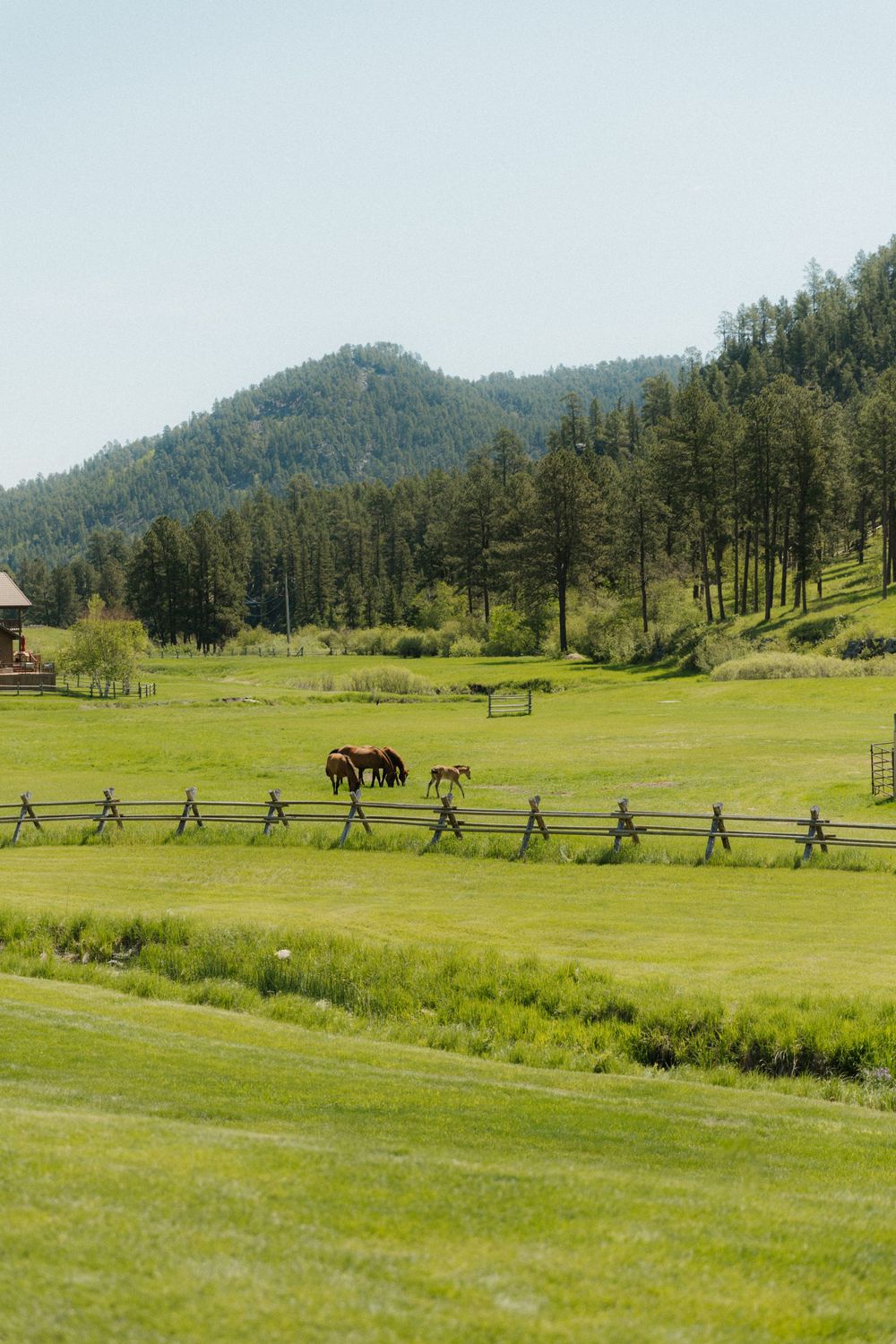 Lush green ranch with wooden fence, horses grazing, and pine-covered mountains under a clear sky.