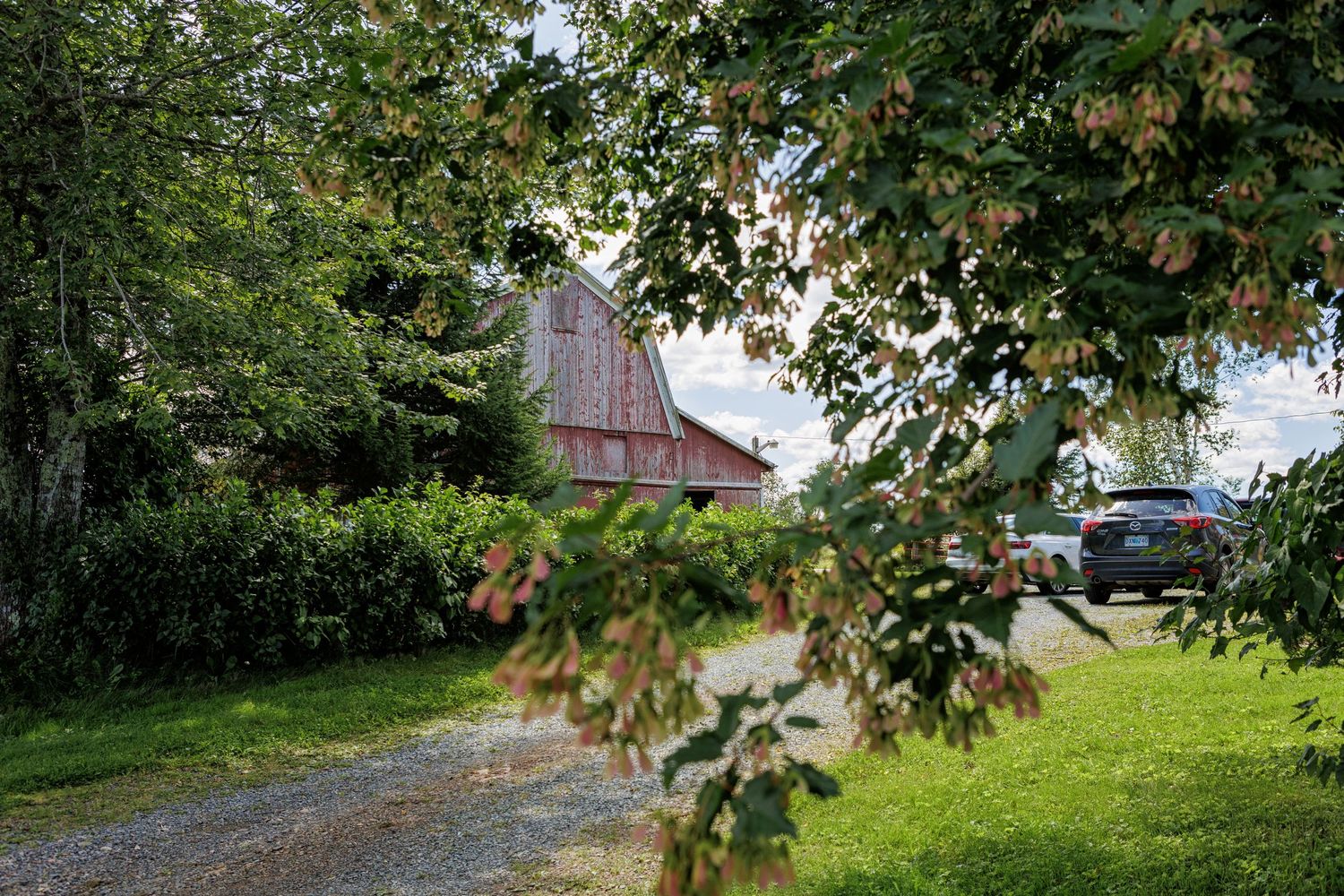 A scenic dirt road winds through lush green trees and grass-covered landscape.