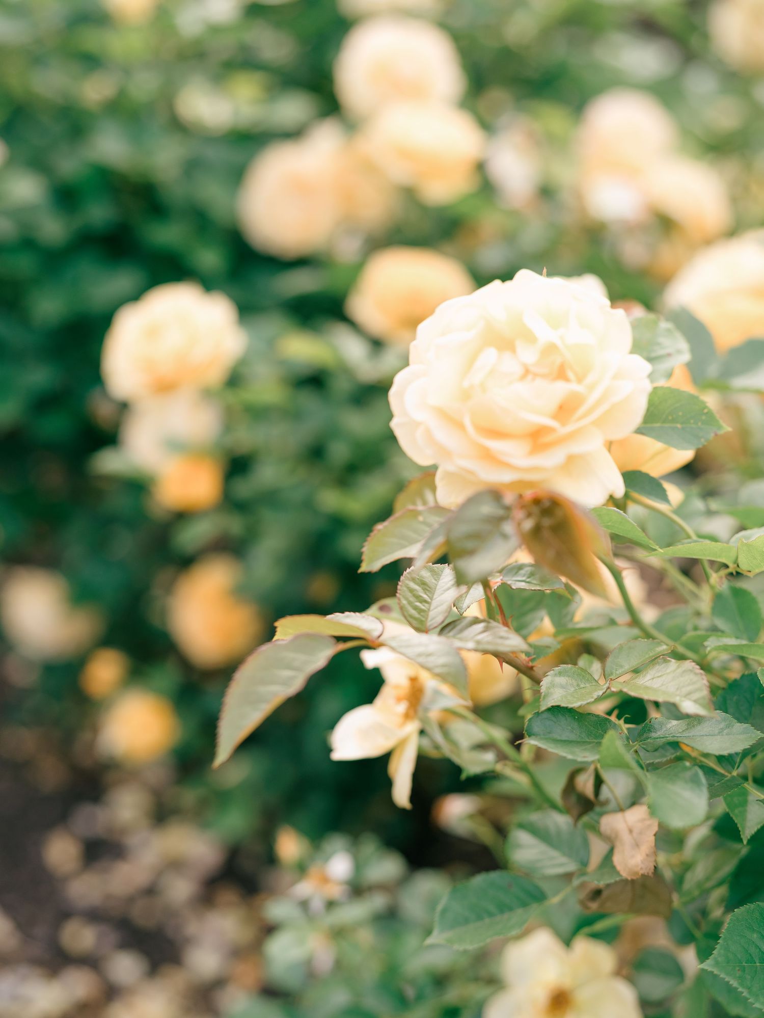 a close up of a yellow rose in a garden in NJ.