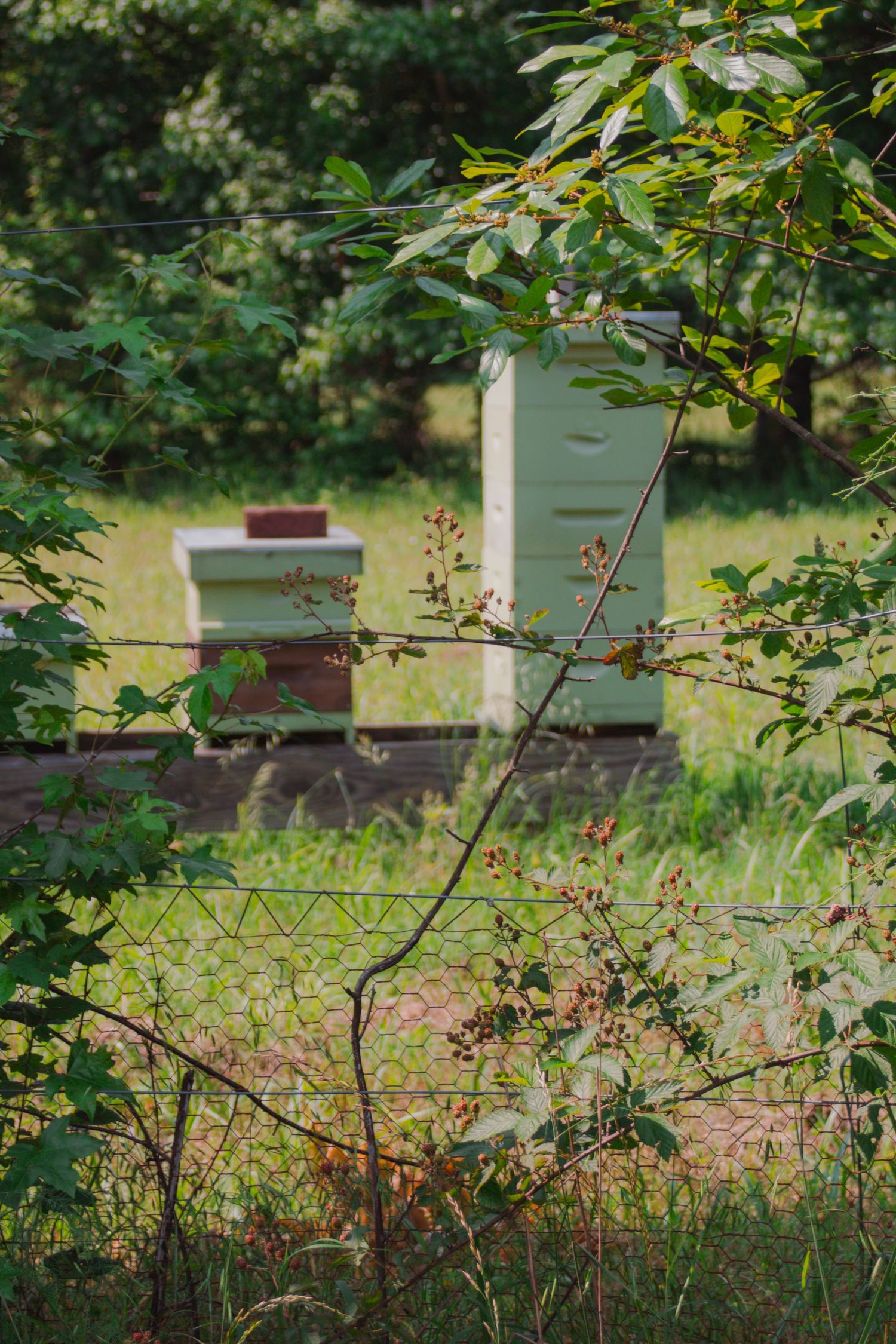 bee hive