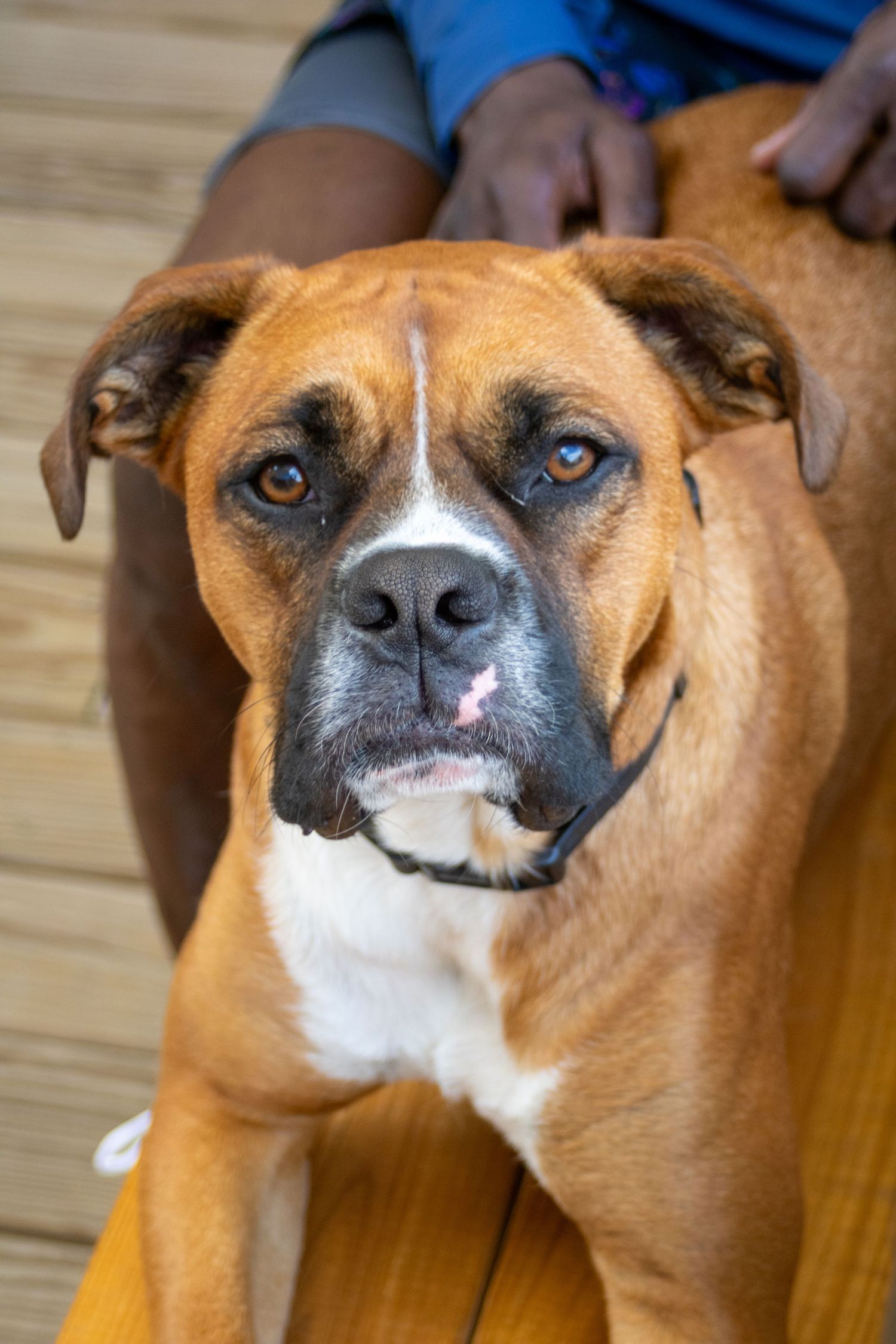 cute dog