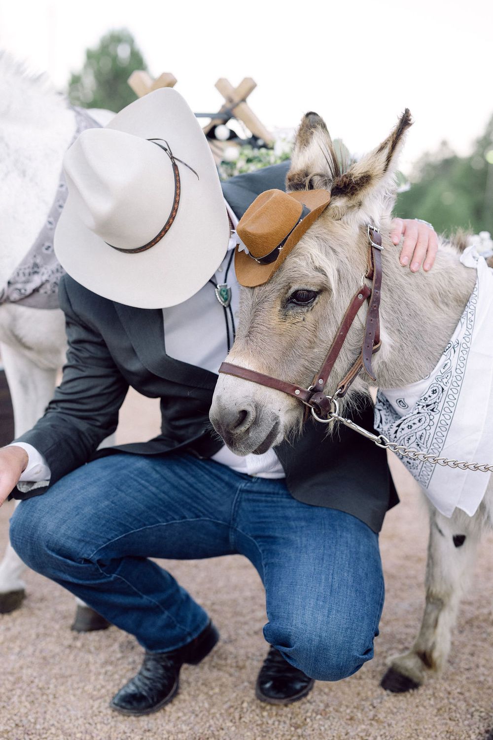 A sequence of photos showing a donkey being petted while wearing a leather halter outdoors.