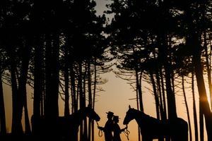 Silhouetted pine trees create a dramatic backdrop for sunset wedding portraits.