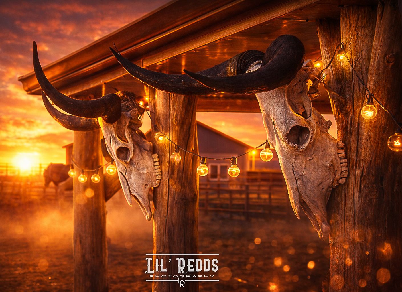 Two longhorn skulls hang under a rustic wooden structure at sunset with warm string lights glowing at Lil Redds Photography.