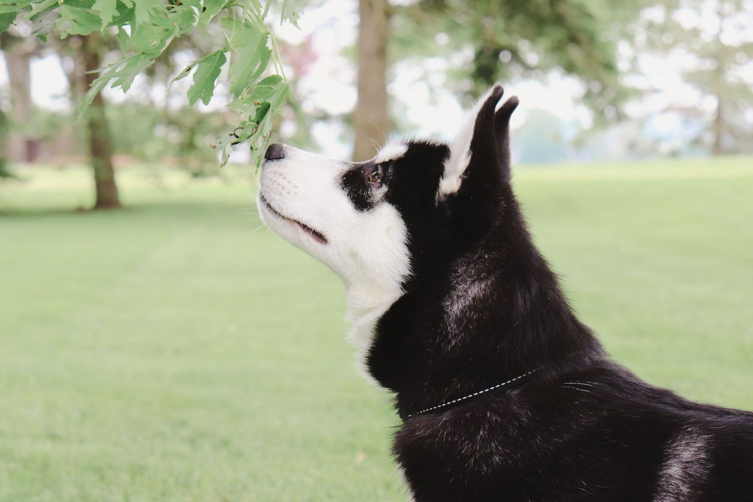 A black and white husky dog looking upward with an attentive expression in an outdoor grassy setting.