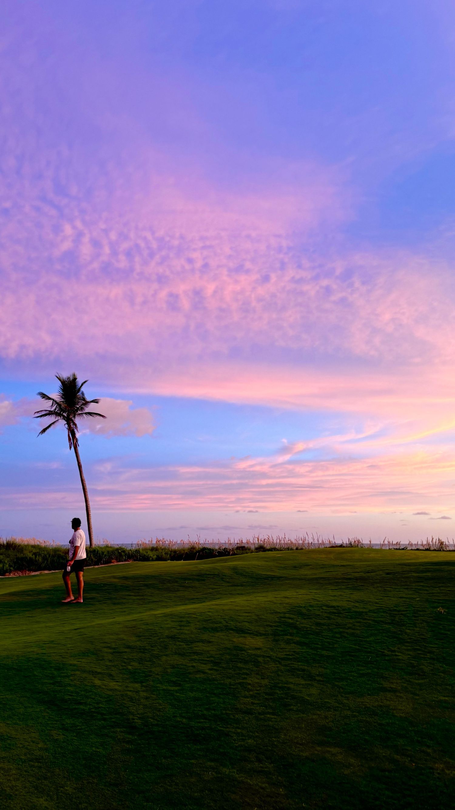 Pink and purple sunset sky over a grassy hill with palm trees silhouetted against the horizon.