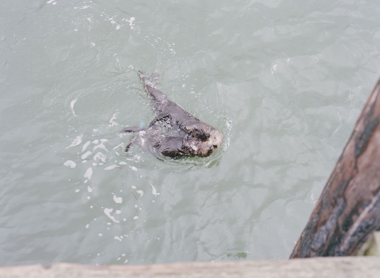 Otters playing in the water near the boardwalk