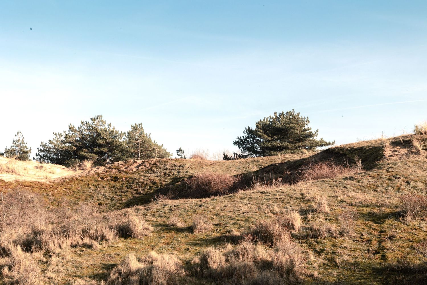 Prachtige fotolocatie in de Noordhollandse duinen.
Duinen en bos, op één locatie.