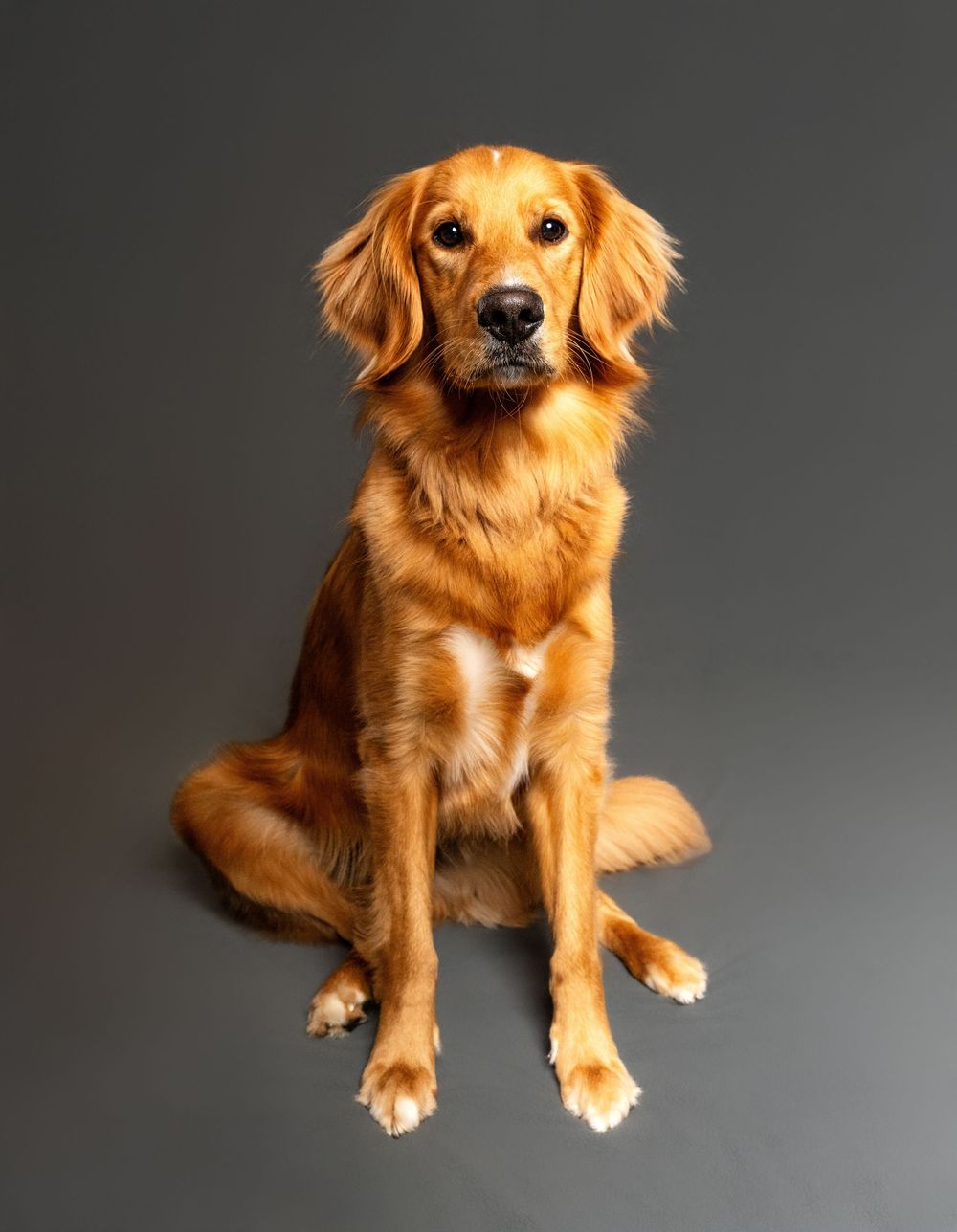 Golden retriever dog with reddish-brown fur sits and poses in a series of photos against a dark gray background.