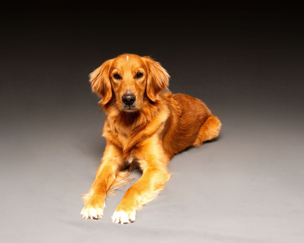 Golden retriever puppy lying down and looking at camera with adorable expression against dark background.