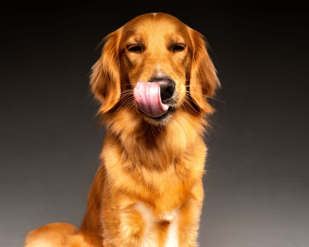 Golden retriever dog sticking out tongue and making silly expressions in progressive photo sequence against dark background.
