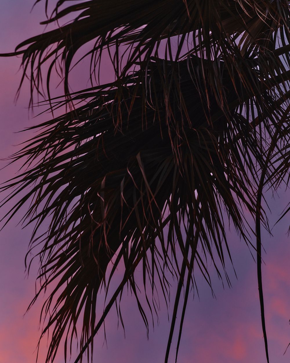 Palm fronds silhouetted against a vibrant purple and pink sunset sky create a tropical twilight scene.
