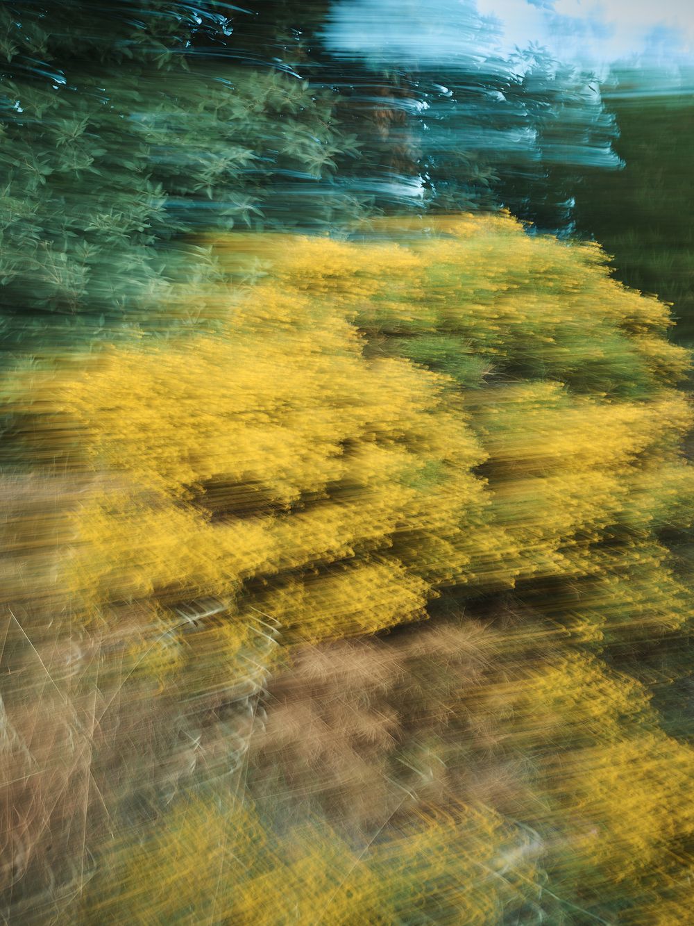 Abstract motion blur photograph shows yellow forsythia branches against dark green background creating ethereal effect.