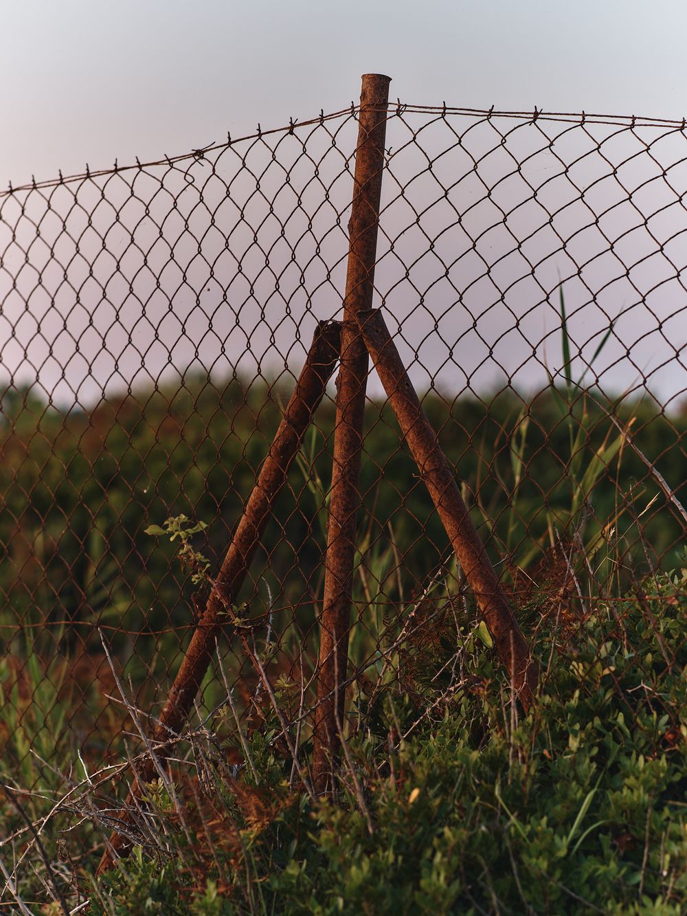 A rusty chain link fence post stands against a blurred natural background with green vegetation and grass.