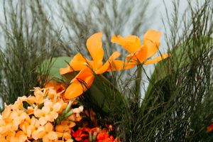 Colorful orchids bloom in a garden with vibrant orange and red petals against a blurred background of green foliage.