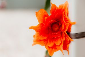 A vibrant orange rose bloom unfolds its delicate petals against a soft white background.
