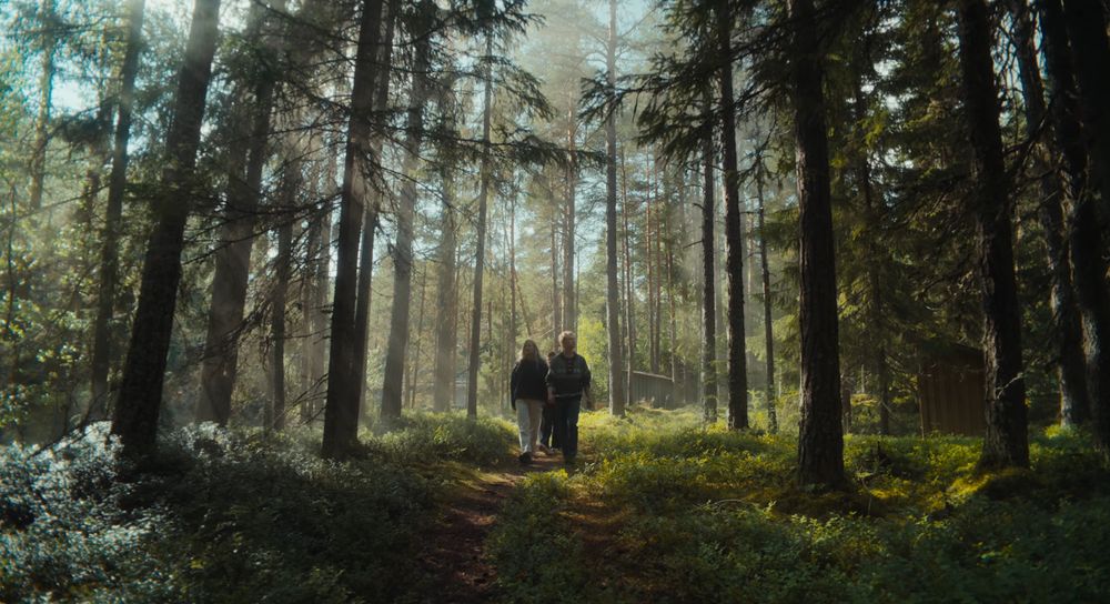 Ethereal morning fog filters through dense pine forest creating a mystical atmosphere.