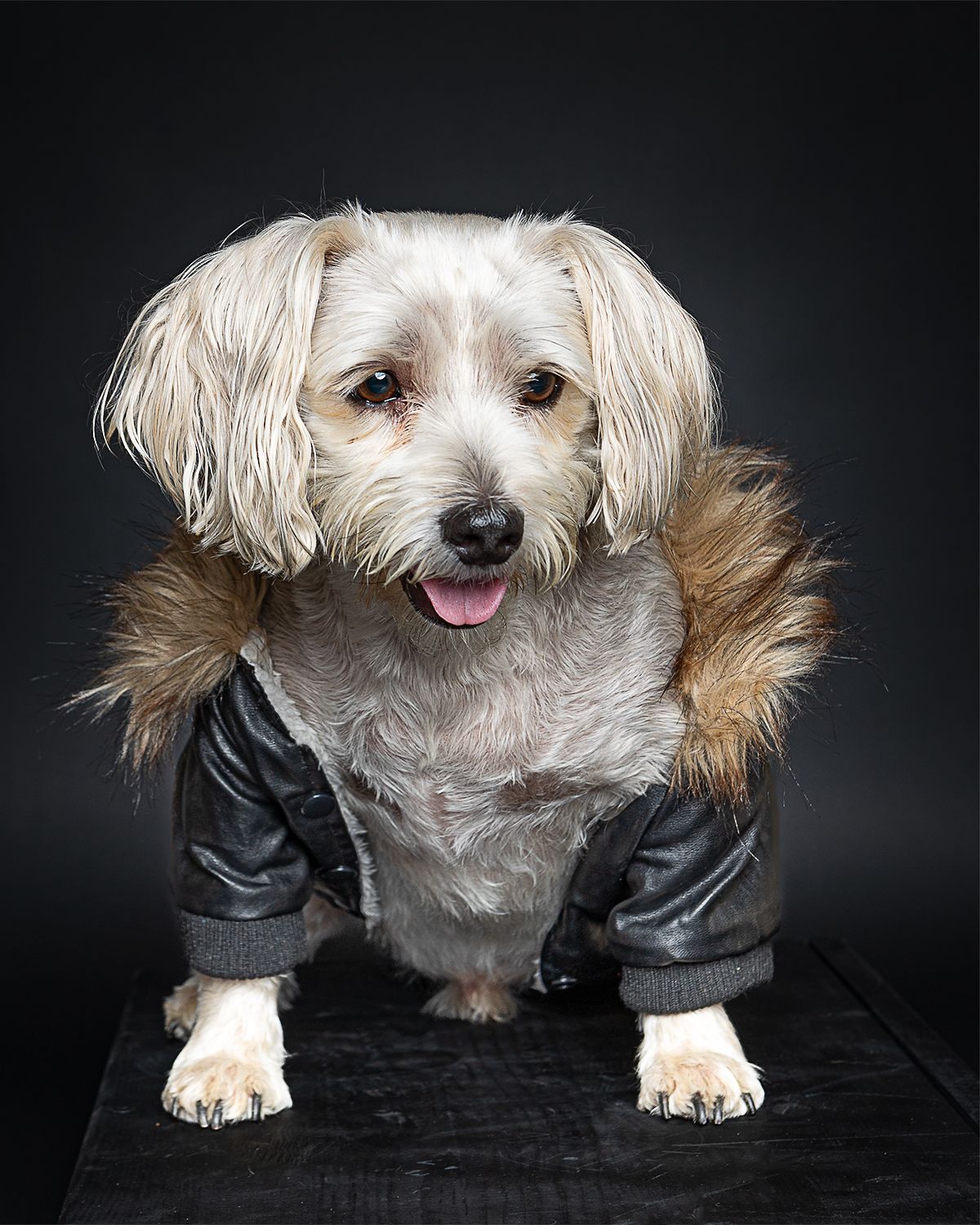 pet photography, dog photography, dog portrait